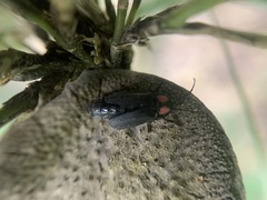 Pyractonema