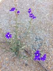 Dampiera parvifolia