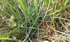 Armeria maritima elongata