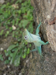 Anolis conspersus