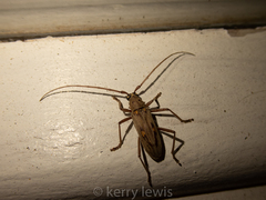 Eburia mutica