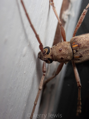Eburia mutica