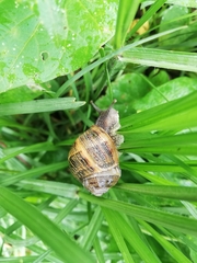 Cornu aspersum