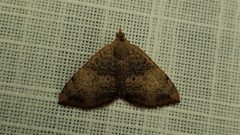 Chrysolarentia mecynata