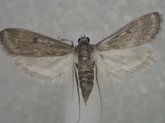 Araeomorpha diplopa