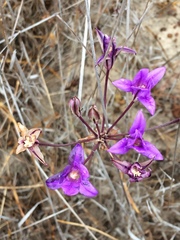 Brodiaea kinkiensis