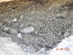 Athene cunicularia hypugaea