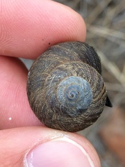 Xerarionta intercisa