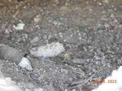 Athene cunicularia hypugaea