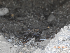 Athene cunicularia hypugaea