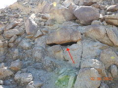 Athene cunicularia hypugaea