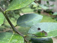 Odontoptera carrenoi