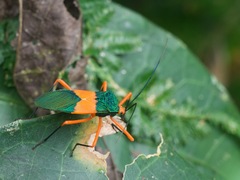Paryphes