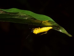 Arocera aequinoxialis