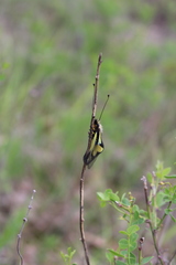 Libelloides coccajus