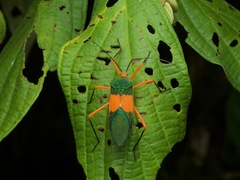 Paryphes