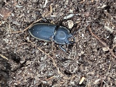 Pycnosiphorus lessonii