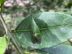 Odontoptera carrenoi