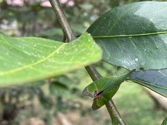 Odontoptera carrenoi