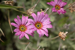 Dimorphotheca jucunda