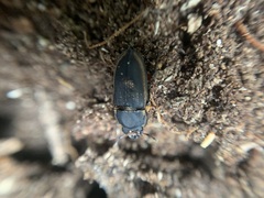 Pycnosiphorus lessonii