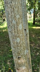 Ailanthus