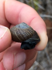 Xerarionta intercisa