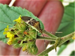 Hypselonotus lineatus