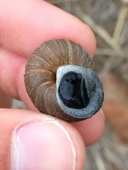 Xerarionta intercisa