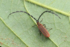 Ateliinae