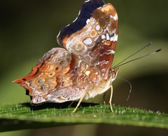 Hypanartia trimaculata