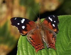 Hypanartia trimaculata