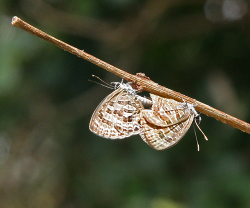 Banded Lineblue