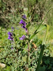 Scutellaria tuberosa