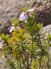 Tetratheca pilosa