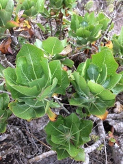 Munzothamnus blairii