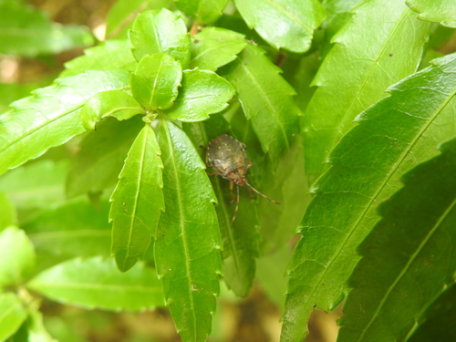Planois patagonus