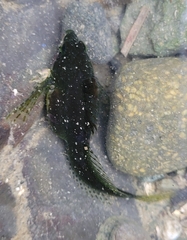 Clinocottus acuticeps