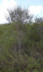 Mimosa tricephala tricephala