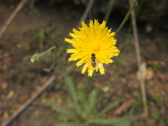 Austroscaeva occidentalis