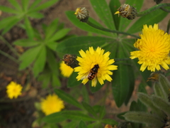Syrphus octomaculatus