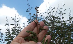 Mimosa tricephala tricephala