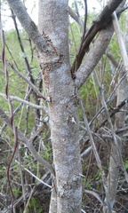 Mimosa tricephala tricephala