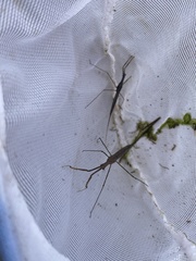 Ranatra quadridentata