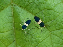 Paryphes