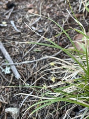 Carex globosa