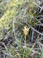 Carex globosa