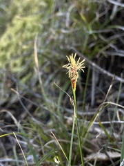 Carex globosa
