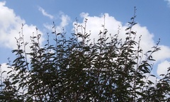 Mimosa tricephala tricephala