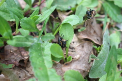 Arima marginata